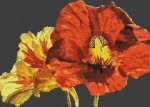 (image for) Nasturtiums